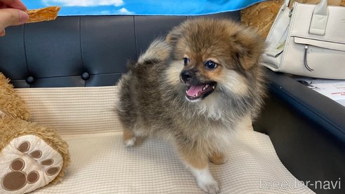 成約済の兵庫県のポメチワ:ポメラニアン×チワワ-323686の4枚目